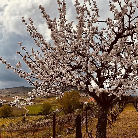 Casa Do Cruzeiro Apartament Armamar