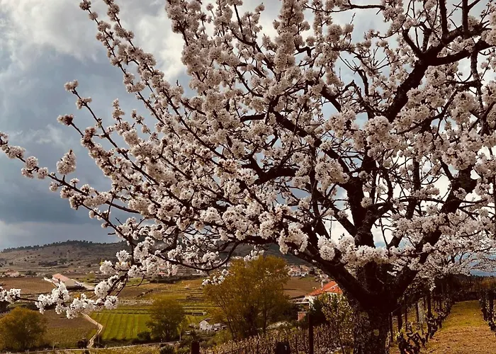 Casa Do Cruzeiro Daire Armamar